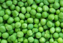 green peas benefits nutrition facts weight loss sa – Bharat.one हिंदी