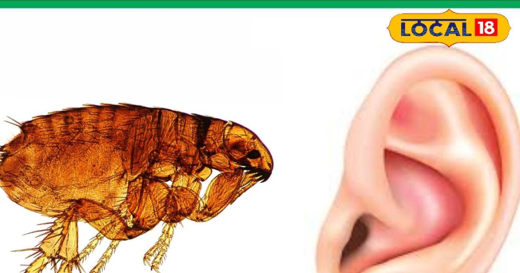 पशुओं से इंसानों के कान में घुस रहा है यह परजीवी, सर्दियों में बढ़ गया खतरा, ऐसे करें बचाव, जानें डॉक्टर की सलाह