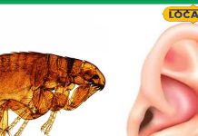 पशुओं से इंसानों के कान में घुस रहा है यह परजीवी, सर्दियों में बढ़ गया खतरा, ऐसे करें बचाव, जानें डॉक्टर की सलाह