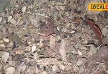 बेहद चमत्कारी है यह औषधि, इम्यूनिटी और हड्डियों को करती है मजबूत, दर्द में देती है तुरंत राहत