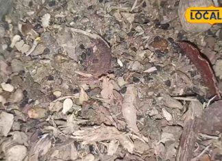 बेहद चमत्कारी है यह औषधि, इम्यूनिटी और हड्डियों को करती है मजबूत, दर्द में देती है तुरंत राहत