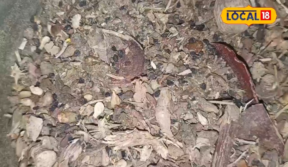 बेहद चमत्कारी है यह औषधि, इम्यूनिटी और हड्डियों को करती है मजबूत, दर्द में देती है तुरंत राहत