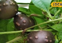 Taste Of Mountains: स्वाद और सेहत का संगम है पहाड़ों पर बनने वाली ये सब्जी, इस खास विधि से होती है तैयार