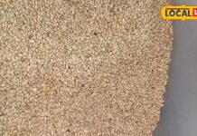 Health Tips: मानसिक रोगियों के लिए बेहद चमत्कारी है ये औषधि, गंभीर बीमारी पीलिया और पेट दर्द चुटकी में हो सकती है गायब