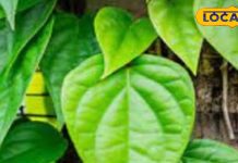 किसी जादू से कम नहीं हैं ये हरा पत्ता, सर्दी-खासी से तुरंत मिलती सकती है राहत