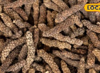 बड़े काम का है किचन में रखा यह मसाला, रोजाना सेवन करने शरीर रहता है निरोग