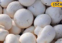 कैंसर, डायबिटीज और आंखों की बीमारियों का काल है मशरूम, मोटापा भी हो जाता है गायब – Bharat.one हिंदी