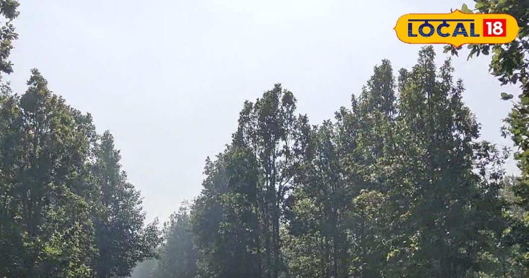 Road Trip: भूल जाइये उत्तराखंड व हिमांचल… अब हजारीबाग में लीजिए सड़क यात्रा का मजा, अद्भुत है इस रोड का नजारा