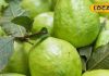 Miraculous benefits of eating guava amrood khane ke fayde Reduce obesity and stress – Bharat.one हिंदी