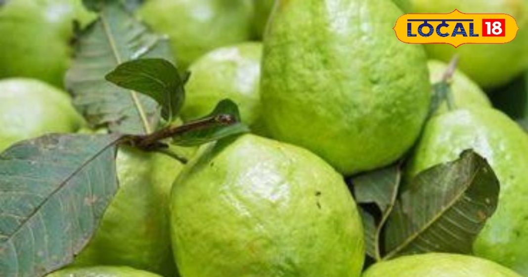 Miraculous benefits of eating guava amrood khane ke fayde Reduce obesity and stress – Bharat.one हिंदी