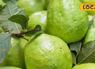 Miraculous benefits of eating guava amrood khane ke fayde Reduce obesity and stress – Bharat.one हिंदी