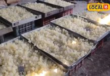 Famous Murabba: महीनों तक खराब नहीं होता ये मुरब्बा, खास तरीके से होता है तैयार, रोज सुबह खाकर सेहत बनाते हैं लोग!