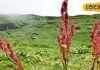 सबकी बाप है ये बेशकीमती औषधि…हिमालय में जाती है पाई, दर्द-घाव से दिलाए छुटकारा, पेट के लिए भी फायदेमंद!