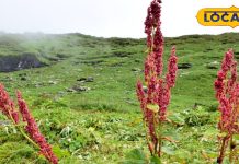 सबकी बाप है ये बेशकीमती औषधि…हिमालय में जाती है पाई, दर्द-घाव से दिलाए छुटकारा, पेट के लिए भी फायदेमंद!