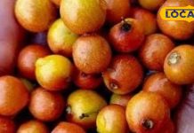 साल में सिर्फ 4 महीने मिलता है ये फल, छोटा साइज बड़ा असर, दिमाग के लिए असरदार, सर्दी में नहीं पड़ेगी दवा की जरूरत