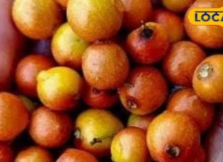 साल में सिर्फ 4 महीने मिलता है ये फल, छोटा साइज बड़ा असर, दिमाग के लिए असरदार, सर्दी में नहीं पड़ेगी दवा की जरूरत