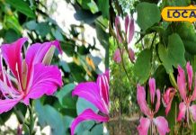 सुंदर बनाने वाला पेड़! इसके छाल, तने और फूल में है जबरदस्त खजाना