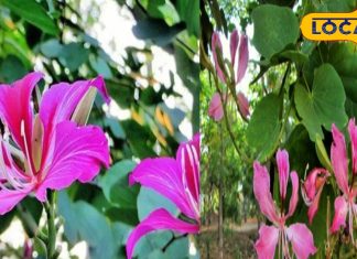 सुंदर बनाने वाला पेड़! इसके छाल, तने और फूल में है जबरदस्त खजाना