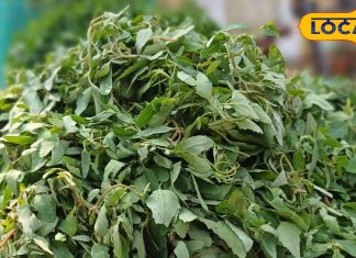 This greens is a precious gift of health and taste in winters. It is available only in winters – Bharat.one हिंदी