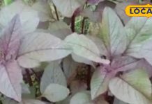 ये सब्जी है कई बीमारियों का काल, सर्दी-खांसी से मिलेगा छुटकारा