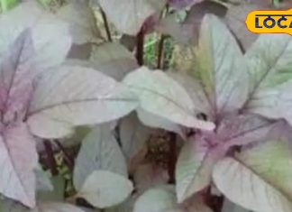 ये सब्जी है कई बीमारियों का काल, सर्दी-खांसी से मिलेगा छुटकारा