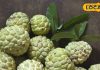 Benefits of Custard Apple boon for eyes Contains copper and fiber are found sitaphal ke fayde – Bharat.one हिंदी