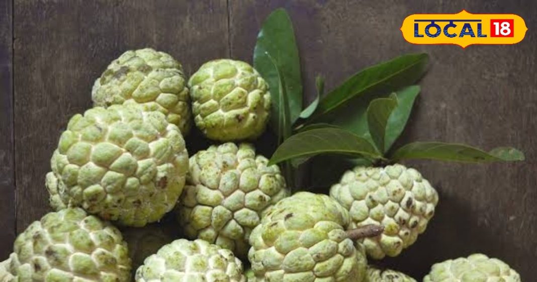 Benefits of Custard Apple boon for eyes Contains copper and fiber are found sitaphal ke fayde – Bharat.one हिंदी