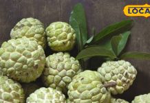 Benefits of Custard Apple boon for eyes Contains copper and fiber are found sitaphal ke fayde – Bharat.one हिंदी