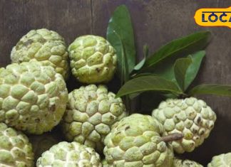 Benefits of Custard Apple boon for eyes Contains copper and fiber are found sitaphal ke fayde – Bharat.one हिंदी