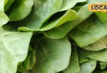 Winter Superfoods: इम्यूनिटी बढ़ाने के लिए सर्दियों में जरूर खाएं ये हरी पत्तेदार सब्जी, खून की कमी करती है दूर