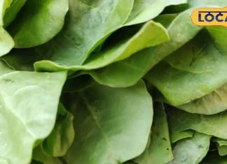Winter Superfoods: इम्यूनिटी बढ़ाने के लिए सर्दियों में जरूर खाएं ये हरी पत्तेदार सब्जी, खून की कमी करती है दूर