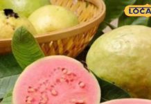 सर्दियों में सेहत के लिए सुपरकुल है यह फल, दिमाग के टेंशन को करता है छूमंतर!