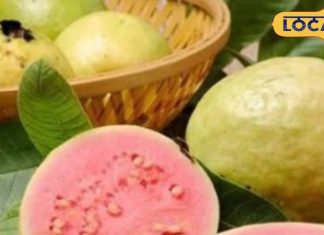 सर्दियों में सेहत के लिए सुपरकुल है यह फल, दिमाग के टेंशन को करता है छूमंतर!