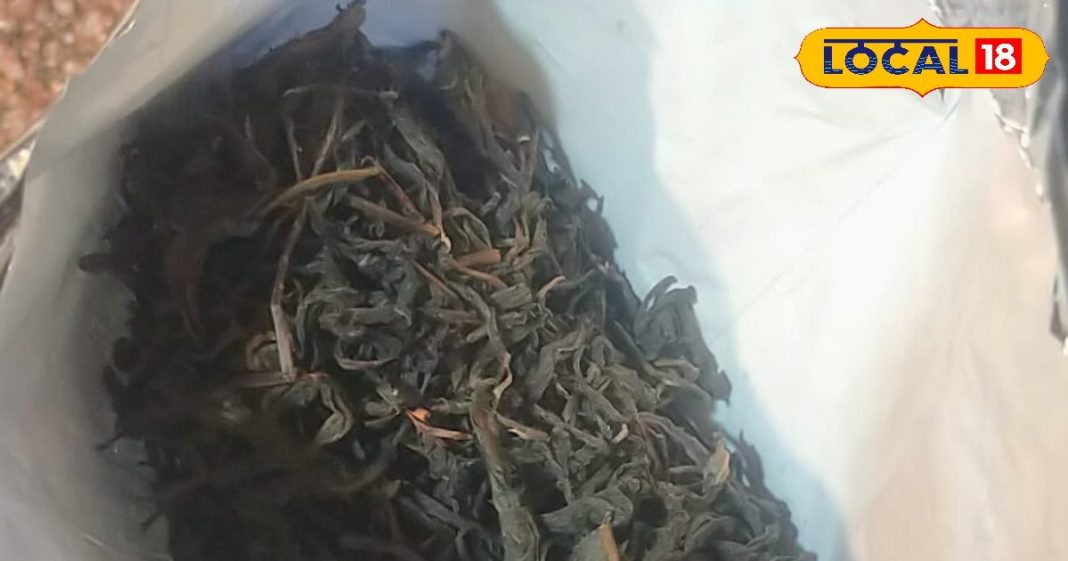 कैंसर जैसी बीमारियों की काल है ये चाय,औषधीय गुण से भरमार