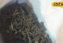 कैंसर जैसी बीमारियों की काल है ये चाय,औषधीय गुण से भरमार