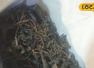 कैंसर जैसी बीमारियों की काल है ये चाय,औषधीय गुण से भरमार