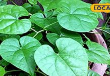 यूरिक एसिड का काल है ये साधारण जड़ी-बूटी… बॉडी का कर देगा डिटॉक्स! डायबिटीज के इलाज में भी कारगर