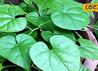 यूरिक एसिड का काल है ये साधारण जड़ी-बूटी… बॉडी का कर देगा डिटॉक्स! डायबिटीज के इलाज में भी कारगर