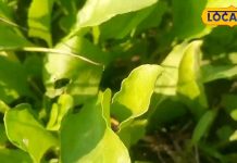 आंखों के लिए बहुत फायदेमंद हैं ये 4 साग, जानें किसमें क्या है खास