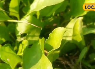 आंखों के लिए बहुत फायदेमंद हैं ये 4 साग, जानें किसमें क्या है खास