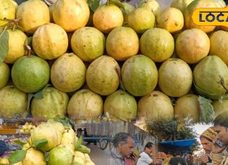 अपनी मिठास से धमाल मचा रहा सेब जैसा यह अमरूद, इसके गुलाबी रंग के दीवाने हैं लोग, यहां रोजाना 50-60 क्विंटल की खपत – Bharat.one हिंदी