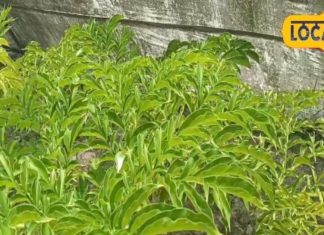 सेहत के लिए रामबाण…किसानों का खजाना, बवासीर से मिलेगा छुटकारा! मटन से ज्यादा स्वादिष्ट होती है ये सब्जी