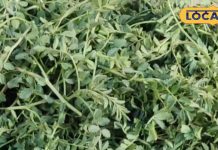 ठंड में सिर्फ 2 महीने मिलता है ये साग, खाने के बाद नहीं आएगी डॉक्टर की याद!