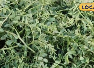 ठंड में सिर्फ 2 महीने मिलता है ये साग, खाने के बाद नहीं आएगी डॉक्टर की याद!