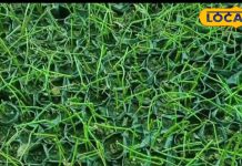 उम्र हो जाने पर भी नहीं दिखेंगे बूढ़े, शरीर को छू नहीं सकेगी बीमारी, इस दुर्लभ पौधे के गुण उड़ा देंगे होश!