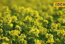 Winter Superfood: सर्दियों का सुपरफूड है सरसों-मेथी का साग, आंख की रोशनी के लिए है रामबाण, चश्मे से मिलेगा छुटकारा