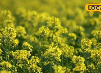 Winter Superfood: सर्दियों का सुपरफूड है सरसों-मेथी का साग, आंख की रोशनी के लिए है रामबाण, चश्मे से मिलेगा छुटकारा