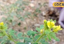 इस चमत्कारी पौधे से दादी ठीक कर देती हैं कान और दांत का दर्द, नारियल और अगरबत्ती लेकर पहुंचते हैं मरीज