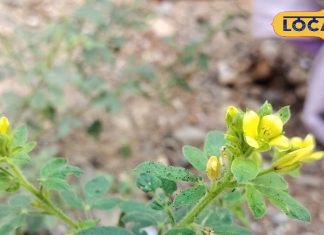 इस चमत्कारी पौधे से दादी ठीक कर देती हैं कान और दांत का दर्द, नारियल और अगरबत्ती लेकर पहुंचते हैं मरीज