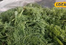 बाजार में सिर्फ 2 महीने मिलती है ये सब्जी, बड़े से बड़े रोगों का करती है रामबाण इलाज, महिलाओं के लिए वरदान!